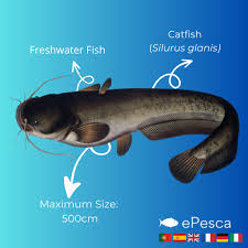 Image result for Silurus glanis