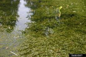 Attēlu rezultāti vaicājumam “Hydrilla verticillata”