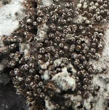 Attēlu rezultāti vaicājumam “Physarum obscurum young”