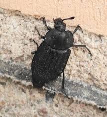 Attēlu rezultāti vaicājumam “Silpha sp.”