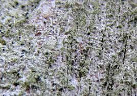 Attēlu rezultāti vaicājumam “Microcalicium disseminatum”