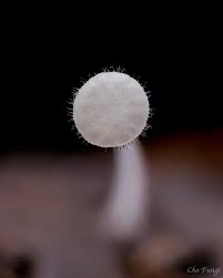 Attēlu rezultāti vaicājumam “Typhula setipes”