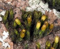 Attēlu rezultāti vaicājumam “Orthotrichum anomalum”