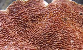 Attēlu rezultāti vaicājumam “Steccherinum bourdotii”