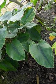 Attēlu rezultāti vaicājumam “Lignydium muscorum macro”