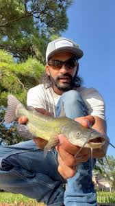 Image result for Ameiurus melas