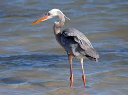 Image result for heron