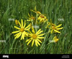 Attēlu rezultāti vaicājumam “Jacobaea paludosa”