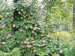 Attēlu rezultāti vaicājumam “Actinidia kolomikta fruit”