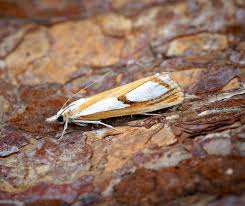 Attēlu rezultāti vaicājumam “Catoptria verellus”