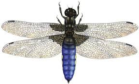 Attēlu rezultāti vaicājumam “Libellula depressa”