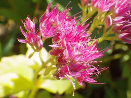 Attēlu rezultāti vaicājumam “Hypnum pallescens sporophyte”