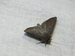 Attēlu rezultāti vaicājumam “Tholera cespitis”