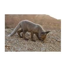 Attēlu rezultāti vaicājumam “Vulpes vulpes  juvenile”