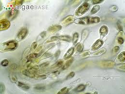 Attēlu rezultāti vaicājumam “Batrachospermum moniliforme”