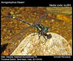 Attēlu rezultāti vaicājumam “Gomphidae”