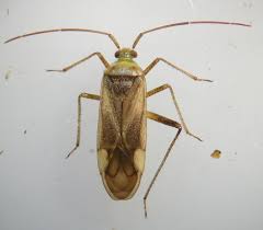 Attēlu rezultāti vaicājumam “Adelphocoris lineolatus imago”