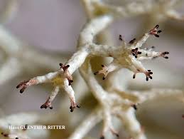 Attēlu rezultāti vaicājumam “Cladonia stellaris”