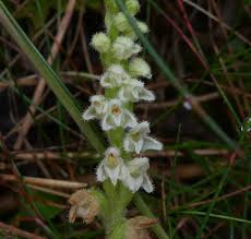 Attēlu rezultāti vaicājumam “Goodyera repens leaf”