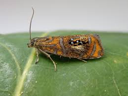 Attēlu rezultāti vaicājumam “Olethreutes arcuella”