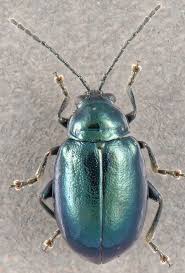 Attēlu rezultāti vaicājumam “Altica sp.”