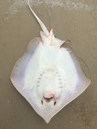 Image result for Hypanus sabinus