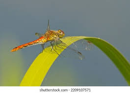 Attēlu rezultāti vaicājumam “Sympetrum flaveolum”