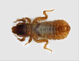 Attēlu rezultāti vaicājumam “Gomphidae”