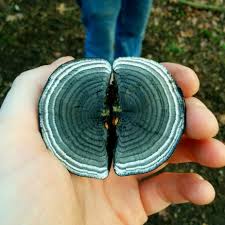 Attēlu rezultāti vaicājumam “Daldinia concentrica”