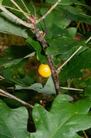 Attēlu rezultāti vaicājumam “Cynips quercusfolii”