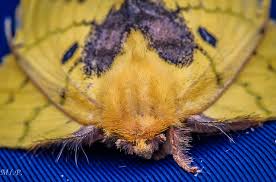 Attēlu rezultāti vaicājumam “Lasiocampidae”