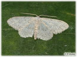 Attēlu rezultāti vaicājumam “Idaea seriata”