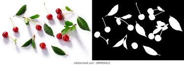 Attēlu rezultāti vaicājumam “Cerasus fruit”