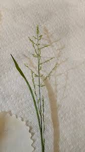 Attēlu rezultāti vaicājumam “Poa trivialis leaf”