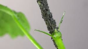 Attēlu rezultāti vaicājumam “Thyatira batis larva”