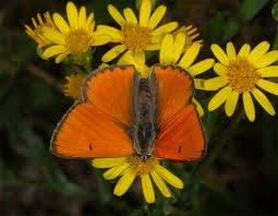 Attēlu rezultāti vaicājumam “Lycaena dispar male”