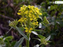 Attēlu rezultāti vaicājumam “Erysimum cheiranthoides fruit”