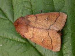 Attēlu rezultāti vaicājumam “Mythimna turca”