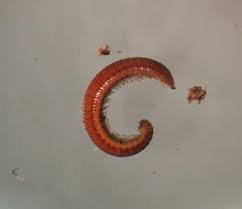 Attēlu rezultāti vaicājumam “Polyzonium germanicum”