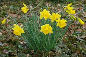 Attēlu rezultāti vaicājumam “Narcissus”