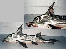 Image result for Callorhinchus capensis