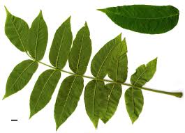 Attēlu rezultāti vaicājumam “Juglans ailanthifolia”