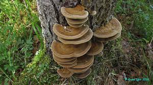 Attēlu rezultāti vaicājumam “Inonotus leporinus”