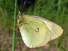 Attēlu rezultāti vaicājumam “Colias palaeno upperside”