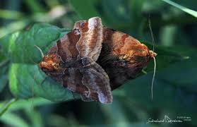 Attēlu rezultāti vaicājumam “Euclidia glyphica”