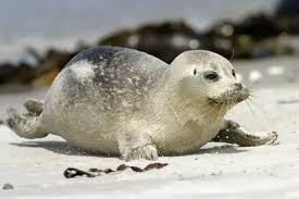 Image result for Phoca vitulina