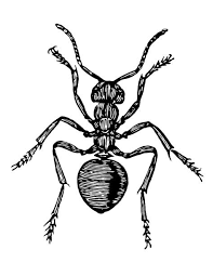 Attēlu rezultāti vaicājumam “Formica rufa pupa”
