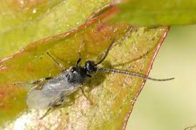 Attēlu rezultāti vaicājumam “Paratalanta hyalinalis”