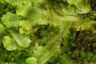 Attēlu rezultāti vaicājumam “Preissia quadrata”