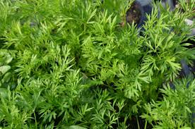 Image result for Koriander